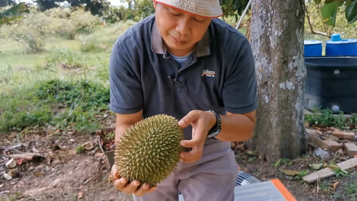 Asyiknya Panen Durian Watani Maz Sepanjang Tahun