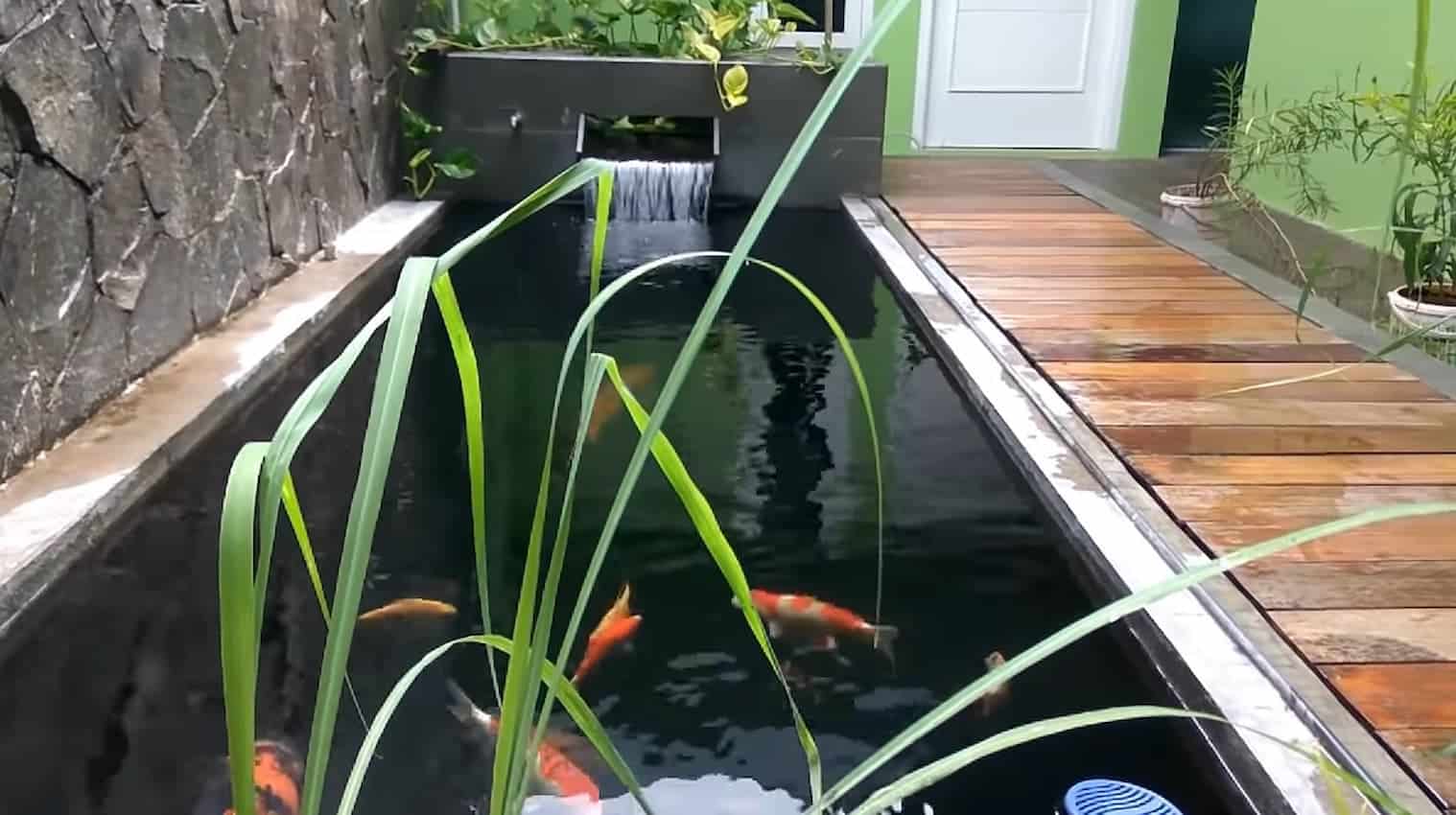 Filter kolam koi menggunakan filter vortex Solusi Jernihkan Kolam Koi